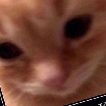 Oboe404's profile picture. 