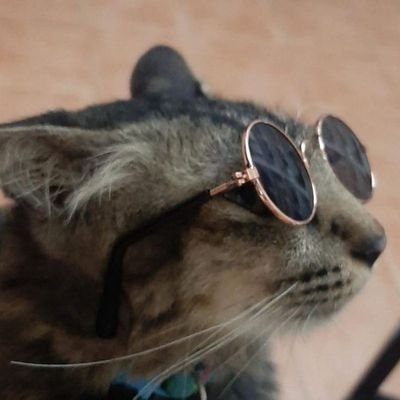 Werdzex's profile picture. hi!!!!!