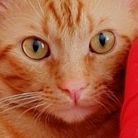 Mahmut-Meryem (@mahmutmeryem4) 's Twitter Profile Photo Mahmut-Meryem (@mahmutmeryem4) 's Twitter Profile Photo