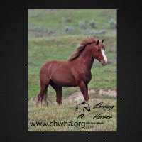 Chasing Horses Wild Horse Advocates(@horses_chasing) 's Twitter Profile Photo