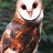 RedBarnOwl