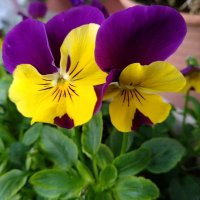 とくたまちゃん (@tokutamalove20) 's Twitter Profile Photo