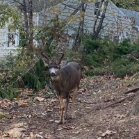 steel enjoyer (@steel_enjoyer) 's Twitter Profile