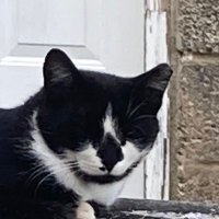 Mark Presbrey (@unclesmuuthy) 's Twitter Profile