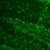 BorgesLabUQ (@borgeslab_uq) 's Twitter Profile