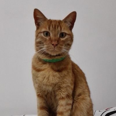 otralocagatuna's profile picture. Human
