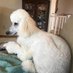WeatherPoodle (@weather_poodle) Twitter profile photo WeatherPoodle (@weather_poodle) Twitter profile photo