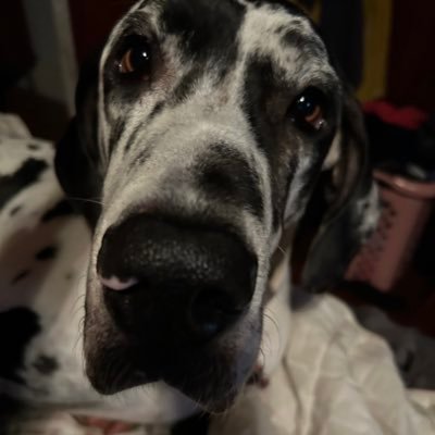 JimmyJDodero's profile picture. MAGA 100%. People with a sense of humor but NO CLOWN LIBS! Need new conspiracies, all other Lib conspiracies proven to be true. Common sense living.