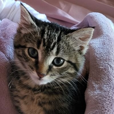 Niko81812's profile picture. Mom of two amazing young adults and several of the sweetest (but weirdest) cats. Kitten/cat rescue volunteer. Please spay and neuter! 💙 Vote blue! 💙