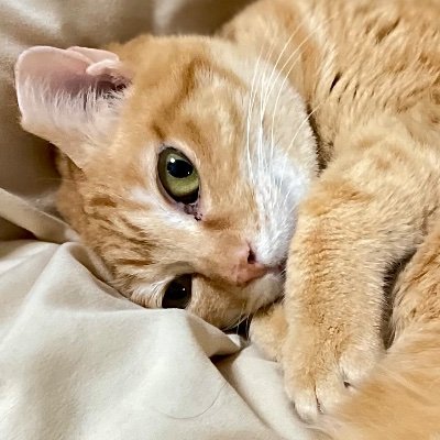 御蔵島出身の元ノネコさん。#保護猫カフェたまゆら 卒業生です。 2021/12/30に我が家に来てくれました。8歳ぐらいの女の子。人間とごはんとおひるねが大好き。