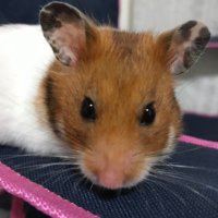 はるこ (@haruko_w) 's Twitter Profile