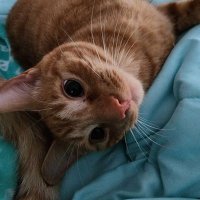 Sarah 🌪 (@thefuzzyfin) 's Twitter Profile Photo