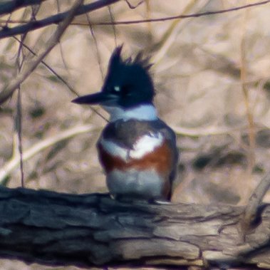 Video, audio, photography, birds, dogs and barbecue. It's a pretty good life.