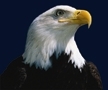 Eagle Adjusting Services, LLC is a full service property and casualty claims adjusting company.