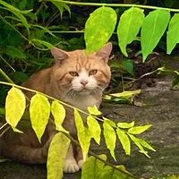 愛知教育大学 猫サークル Kat Power (@aue_kat_power) 's Twitter Profile