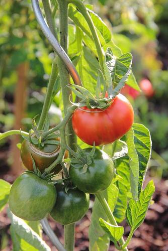 Recipes from our permaculture garden (edible forest  and an allotment) and beyond. Cooking with seasonal fruits and vegetables & baking.