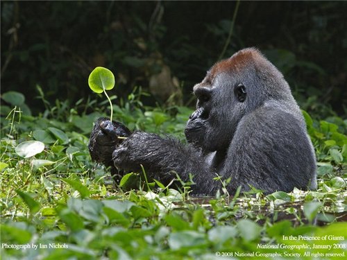 GOJIRA289's profile picture. 