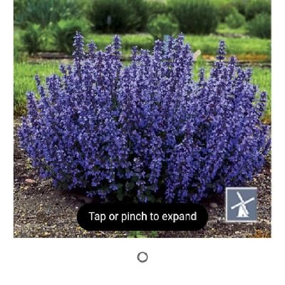 TeslaFoundatio3's profile picture. 