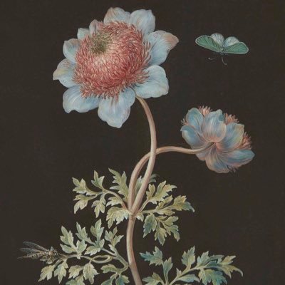 mimozahammuda's profile picture. Balta girmemiş ormanlara hasret, yeni diyarları keşfetmeyi arzulayan,iyi insanlar koleksiyonu yapan bir Ademoğlu🌎