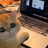 akun rhasia (@stoberidrgnfrut) 's Twitter Profile