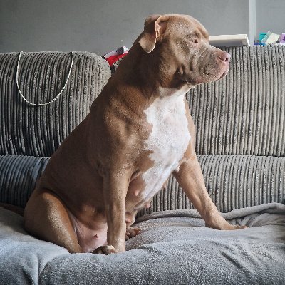 peterwhitmore10's profile picture. Politics, love my country 🇬🇧🇬🇧🇬🇧 and football team L.C.F.C.... family life.... also love my dogs, climate change is a lie ....