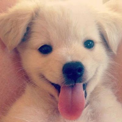 OGunplabuilder's profile picture. 