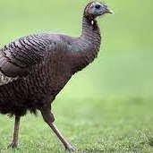 Heebo2112's profile picture. 🇫🇮  🇺🇦
Self-appointed troll clown lunatic idiot. I hate X.