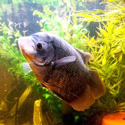 GouramiHoly's profile picture. 