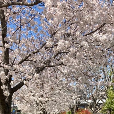 akarihsma's profile picture. 