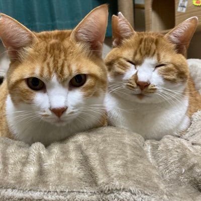 🐈茶トラ白の猫🐈親子3匹🌸全員さくらねこ🌸🐱ちょびお（3歳） 🐱太郎（3歳） 🐱たらお（5歳） 基本的にフォロバしていますので、フォローお願いします🐈Instagramはこちらから👉https://t.co/OWEtVgueqq YouTubeはそちらから👇