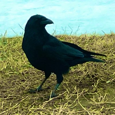 kiwi_power_'s profile picture. 毎日holidayなアラサー🦩肩書は推し事🦚お絵描きしたり歌ったり. 趣味・特技は寝ること.難しいことは苦手.体力ゼロ.ゆるりと過ごしたい🦥働くオンナ　じぃじとばぁばの介護中