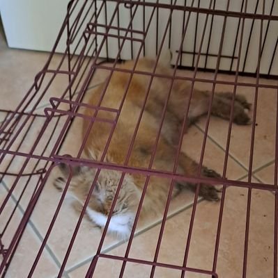 Stef_Del_Prete's profile picture. 