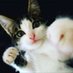 hiko_hikonya (@hhikonya) Twitter profile photo hiko_hikonya (@hhikonya) Twitter profile photo