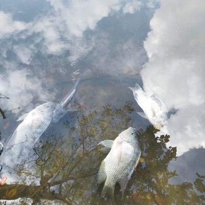 ppp34421447's profile picture. 