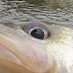 Eyes (@fishflint) Twitter profile photo Eyes (@fishflint) Twitter profile photo