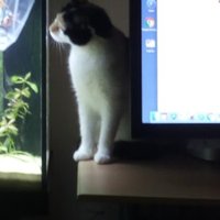 NaoE.M (@nutsjp67) 's Twitter Profile