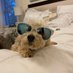 Maisie (@flagghornhhi) Twitter profile photo Maisie (@flagghornhhi) Twitter profile photo