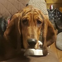 Lord Hamish. Earl Of Ontwa Township. (@hamishof) 's Twitter Profile