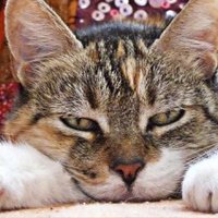 la gata Ofe @gataofe (@gataofe) 's Twitter Profile