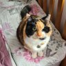 fluffy_willow's profile picture. a rescue cat with one eye and a fluffy baby angel princess. went over the rainbow bridge on 22/12/22. in memory. 🌈