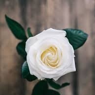 simgexxisgrnn's profile picture. 