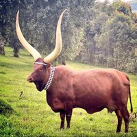 Uwimana Pascal (@uwimanapascal13) 's Twitter Profile