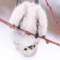 Hellere Helle (@hellemor3) 's Twitter Profile