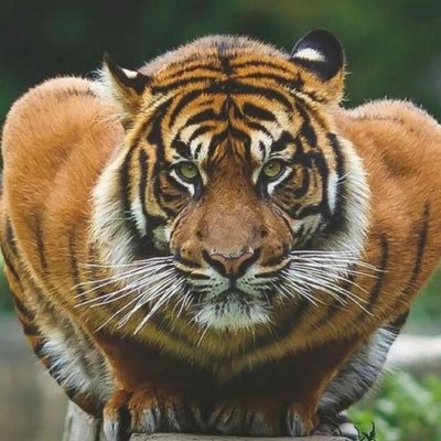 AboSara4747's profile picture. .