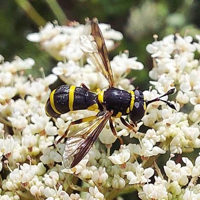 Fauna Ibérica de Sírfidos