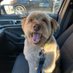 AGM Tuckerrr 🐶🐶🐶 (@tuckerrr333) Twitter profile photo AGM Tuckerrr 🐶🐶🐶 (@tuckerrr333) Twitter profile photo