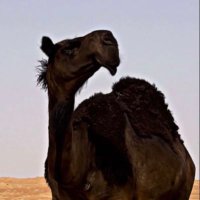 راعي العشواء 🐪💥 (@sssmmm7778) 's Twitter Profile