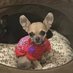 Therapaws Sanctuary (@fortherapaws) Twitter profile photo Therapaws Sanctuary (@fortherapaws) Twitter profile photo