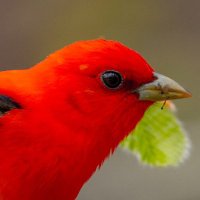 Native Blueberry (@nativeblueberry) 's Twitter Profile