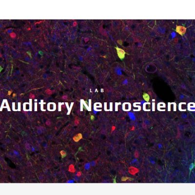 Auditory Neuroscience lab at Erasmus MC